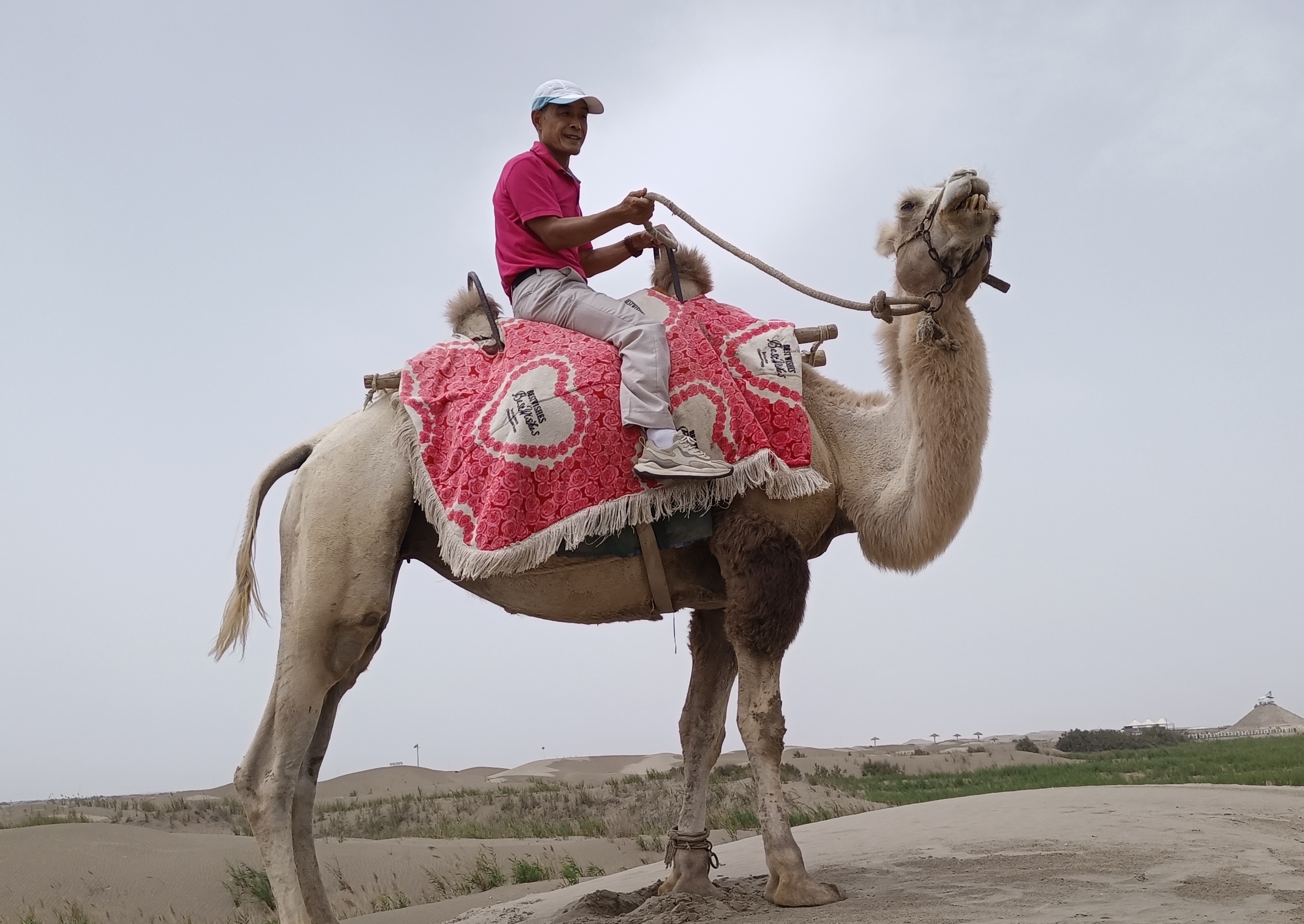 kaiyun官方网站-包含特色沙漠骑骆驼，感受不同的荒漠激情的词条